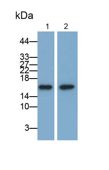 Monoclonal Antibody to Ubiquitin Cross Reactive Protein (UCRP)