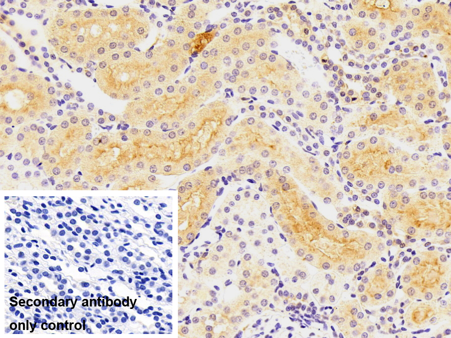 Monoclonal Antibody to Kelch Like ECH Associated Protein 1 (KEAP1)