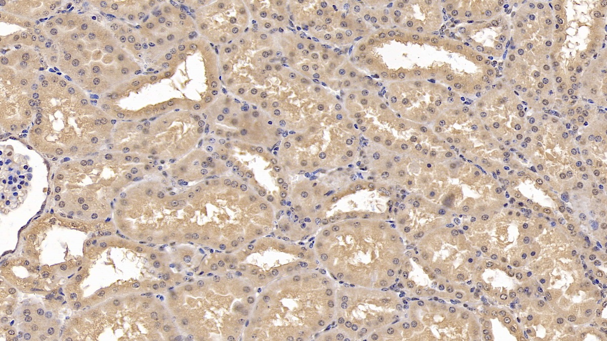 Monoclonal Antibody to Wingless Type MMTV Integration Site Family, Member 4 (WNT4)