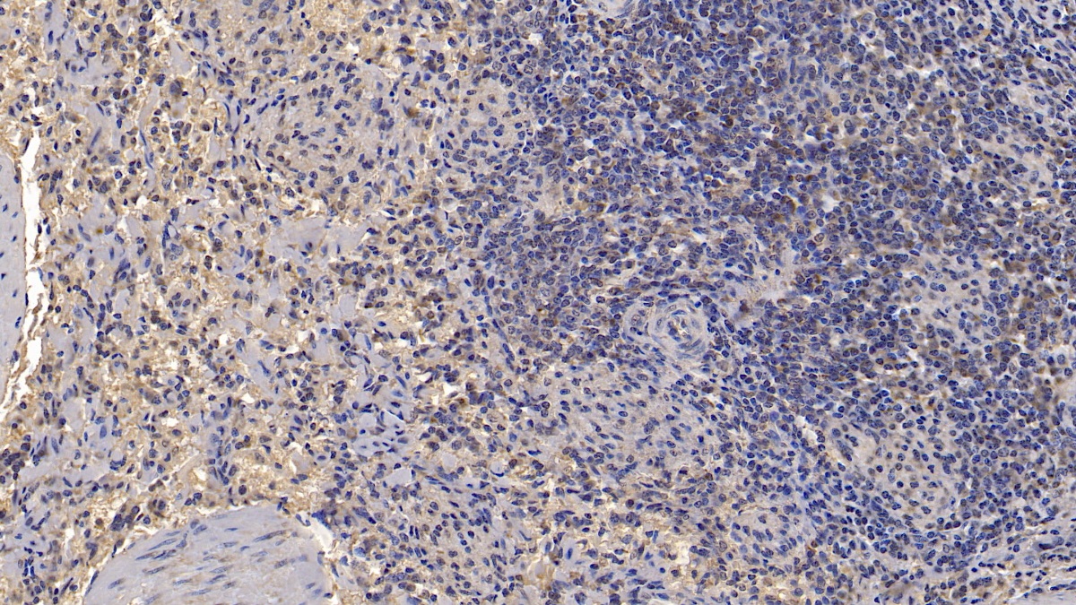 Monoclonal Antibody to Wingless Type MMTV Integration Site Family, Member 4 (WNT4)