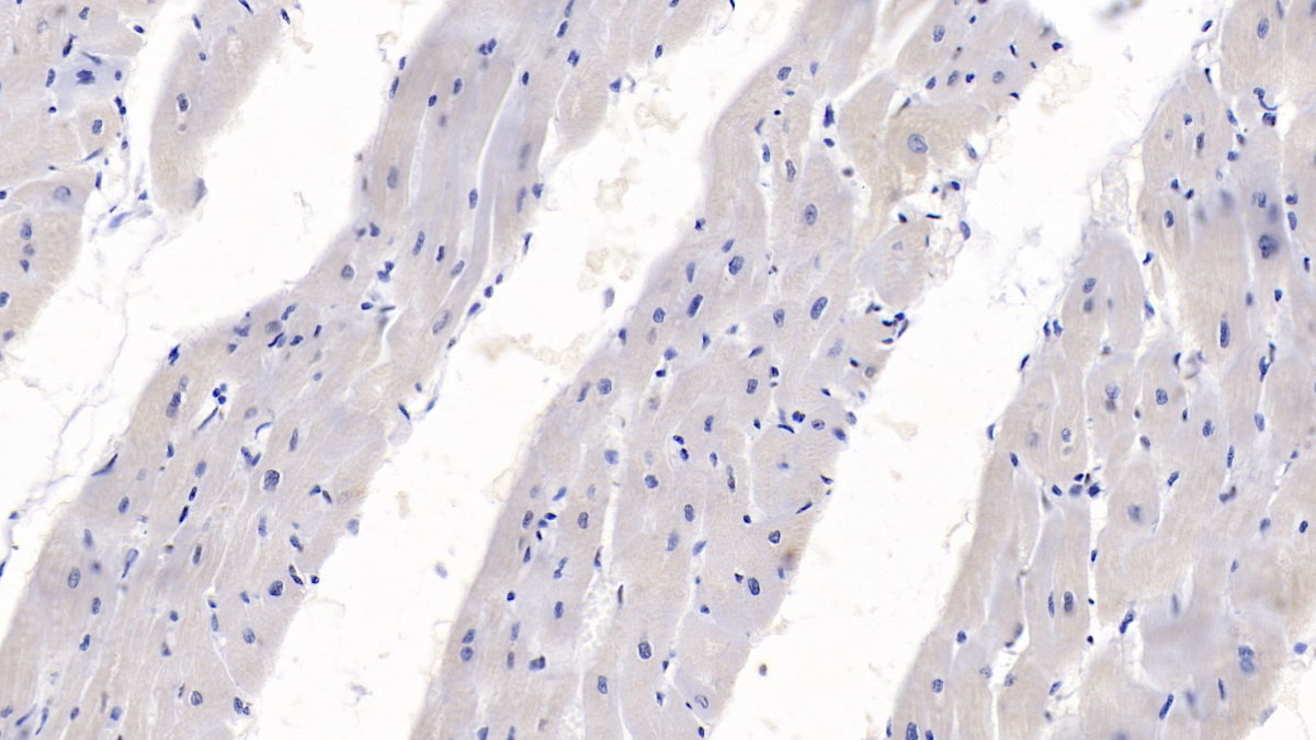 Monoclonal Antibody to Semaphorin 3A (SEMA3A)