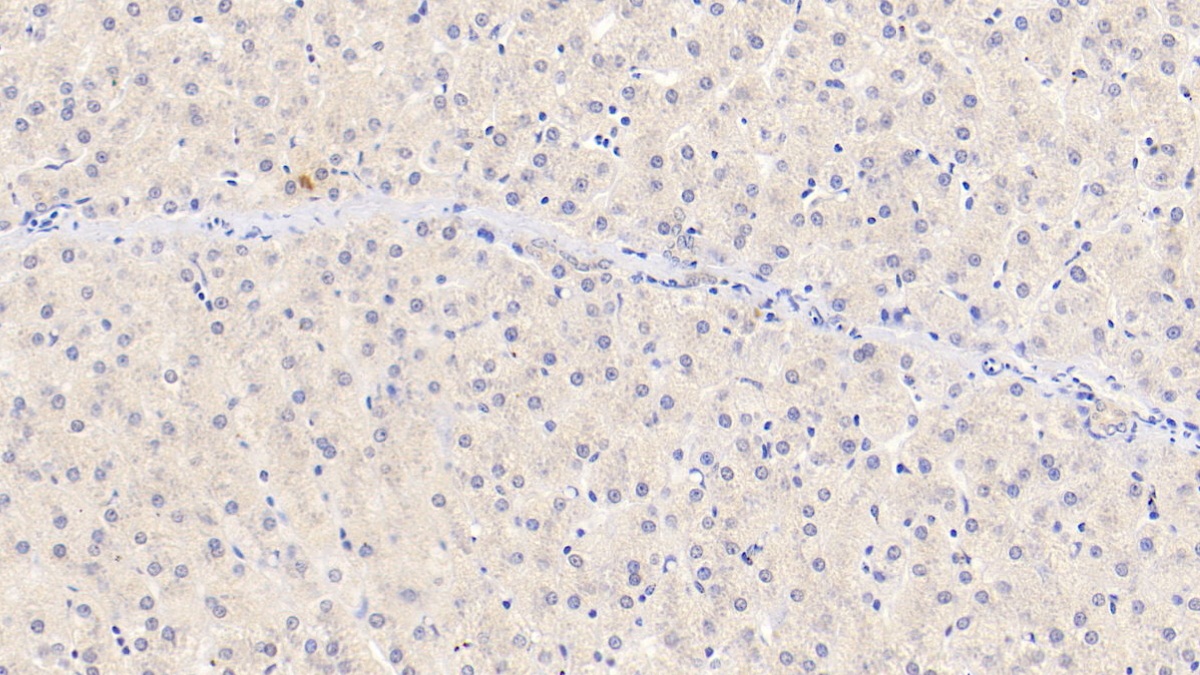 Monoclonal Antibody to Semaphorin 3A (SEMA3A)