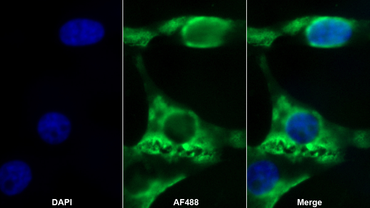 Monoclonal Antibody to Placenta Specific Protein 9 (PLAC9)