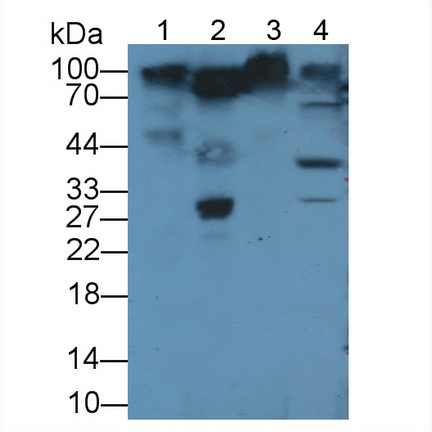 Polyclonal Antibody to Activated Leukocyte Cell Adhesion Molecule (ALCAM)