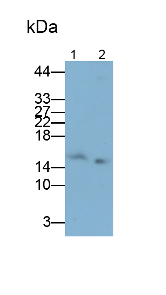 Polyclonal Antibody to Angiotensin I Converting Enzyme (ACE)
