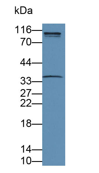 Polyclonal Antibody to Amphiregulin (AREG)