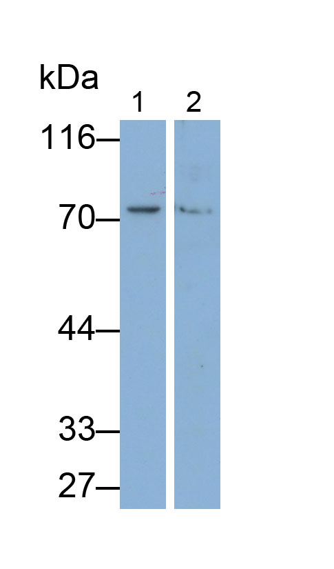 Polyclonal Antibody to Angiopoietin 2 (ANGPT2)