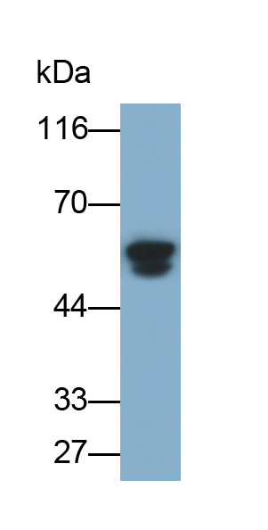 Polyclonal Antibody to Angiopoietin 2 (ANGPT2)