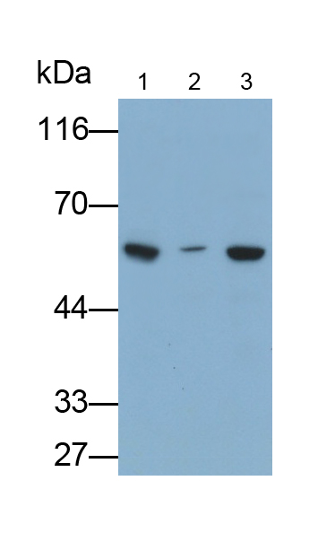 Polyclonal Antibody to Angiopoietin 2 (ANGPT2)