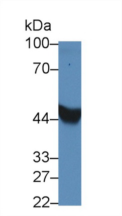 Polyclonal Antibody to Bone Morphogenetic Protein 4 (BMP4)