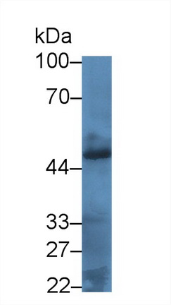 Polyclonal Antibody to Bone Morphogenetic Protein 4 (BMP4)