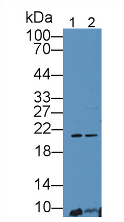 Polyclonal Antibody to Erythropoietin (EPO)