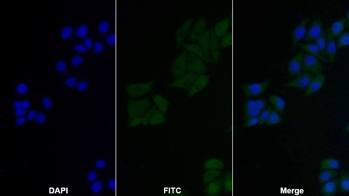 Polyclonal Antibody to Factor Related Apoptosis (FAS)
