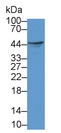 Polyclonal Antibody to Factor Related Apoptosis Ligand (FASL)