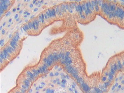 Polyclonal Antibody to Fibroblast Growth Factor 6 (FGF6)