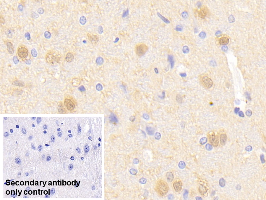 Polyclonal Antibody to Fibroblast Growth Factor 6 (FGF6)