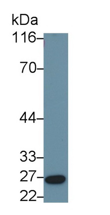 Polyclonal Antibody to Fibroblast Growth Factor 9 (FGF9)