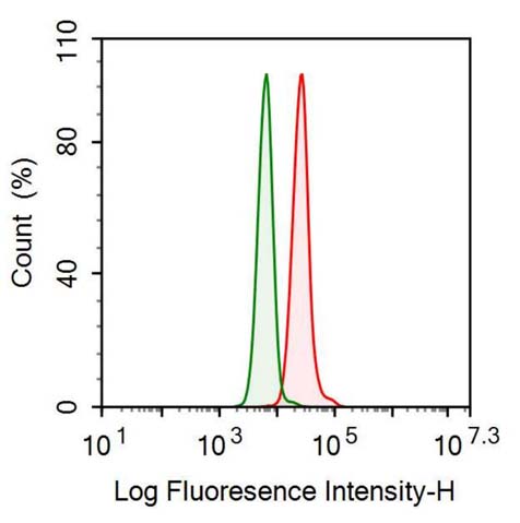 Polyclonal Antibody to Fibronectin (FN)