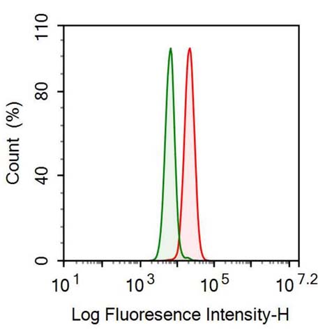 Polyclonal Antibody to Fibronectin (FN)