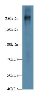 Polyclonal Antibody to Fibronectin (FN)