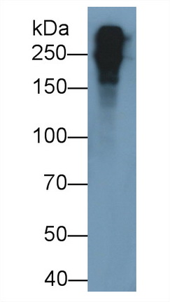 Polyclonal Antibody to Fibronectin (FN)