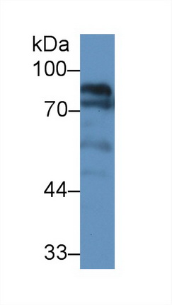 Polyclonal Antibody to Chemokine C-X3-C-Motif Ligand 1 (CX3CL1)