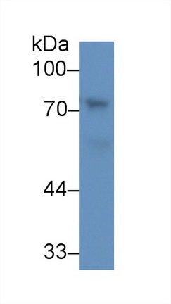 Polyclonal Antibody to Chemokine C-X3-C-Motif Ligand 1 (CX3CL1)