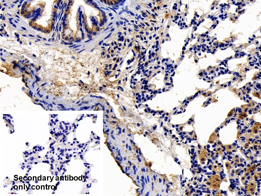 Polyclonal Antibody to Chemokine C-X3-C-Motif Ligand 1 (CX3CL1)