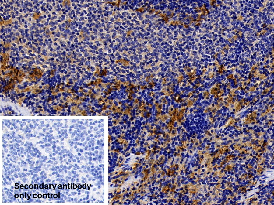 Polyclonal Antibody to Chemokine C-X3-C-Motif Ligand 1 (CX3CL1)