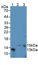 Polyclonal Antibody to Colony Stimulating Factor 3, Granulocyte (GCSF)