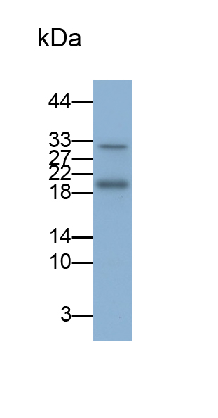 Polyclonal Antibody to Growth Hormone (GH)