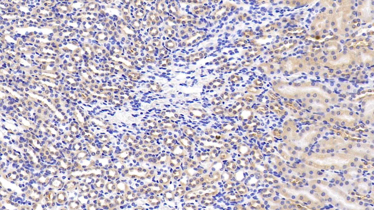 Polyclonal Antibody to Hepatocyte Growth Factor (HGF)