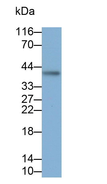 Polyclonal Antibody to Inhibin Beta E (INHbE)