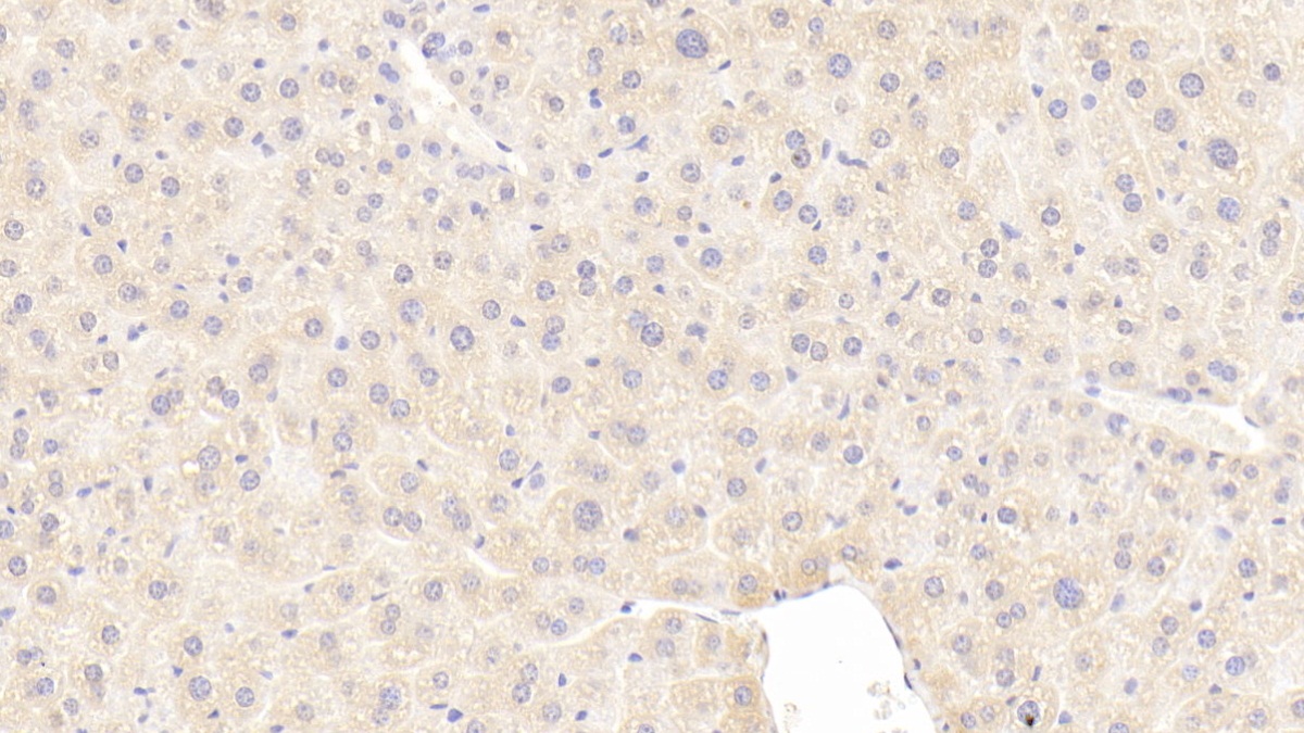 Polyclonal Antibody to Inhibin Beta E (INHbE)