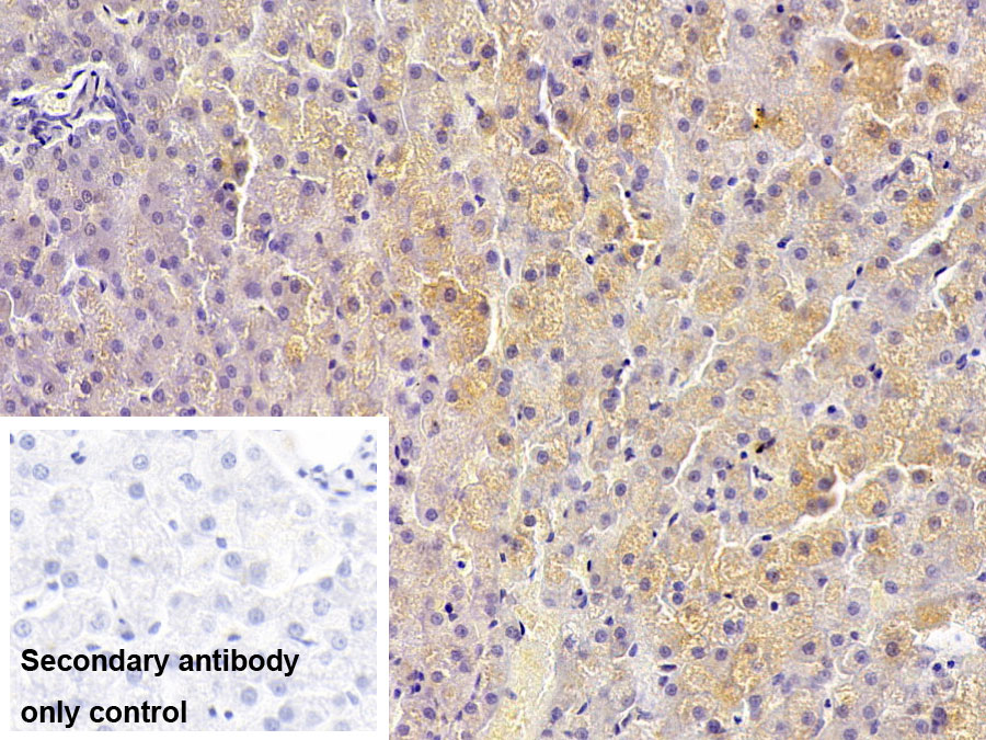 Polyclonal Antibody to Insulin Like Growth Factor 1 (IGF1)