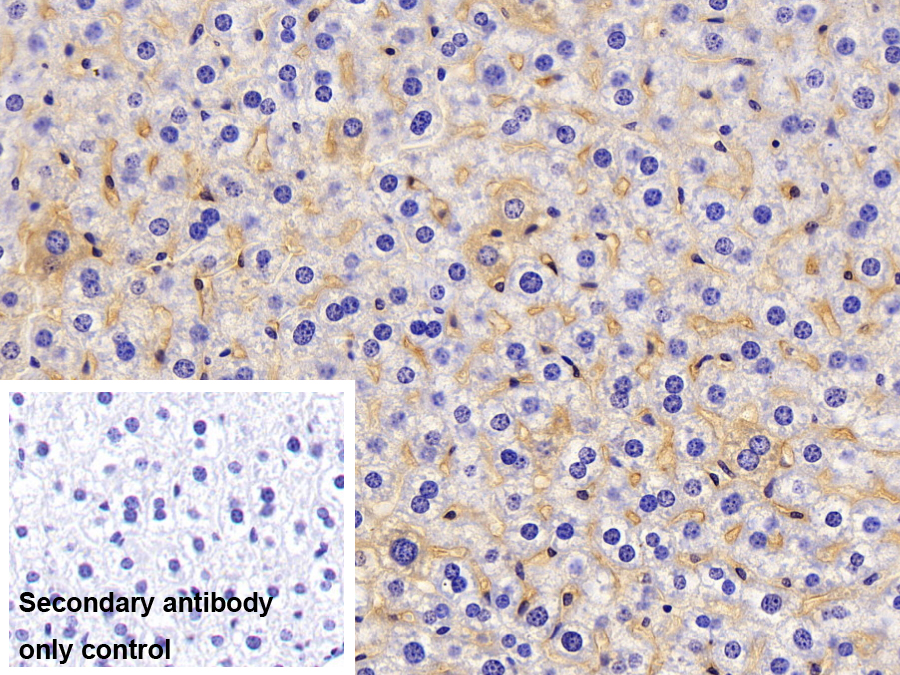 Polyclonal Antibody to Insulin Like Growth Factor 1 (IGF1)