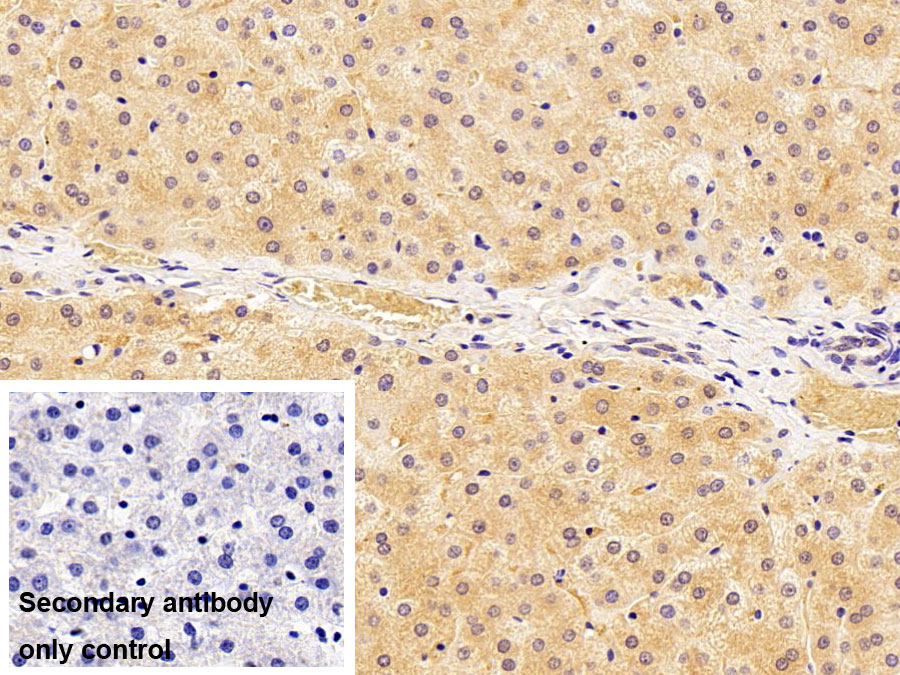 Polyclonal Antibody to Insulin Like Growth Factor 1 (IGF1)