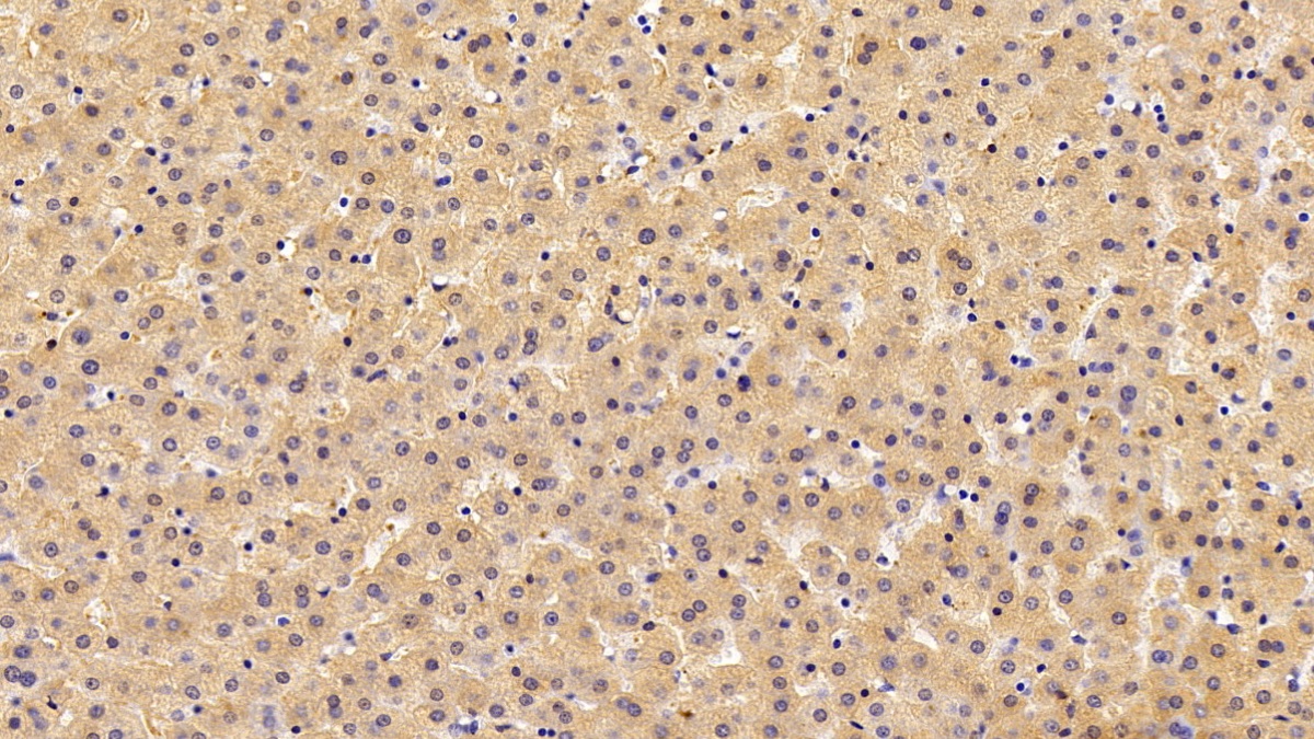 Polyclonal Antibody to Insulin Like Growth Factor Binding Protein 4 (IGFBP4)