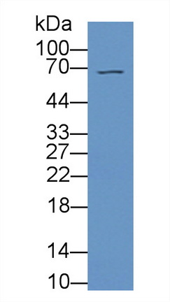 Polyclonal Antibody to Interleukin 16 (IL16)