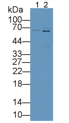 Polyclonal Antibody to Interleukin 16 (IL16)