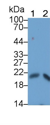 Polyclonal Antibody to Interleukin 17 (IL17)