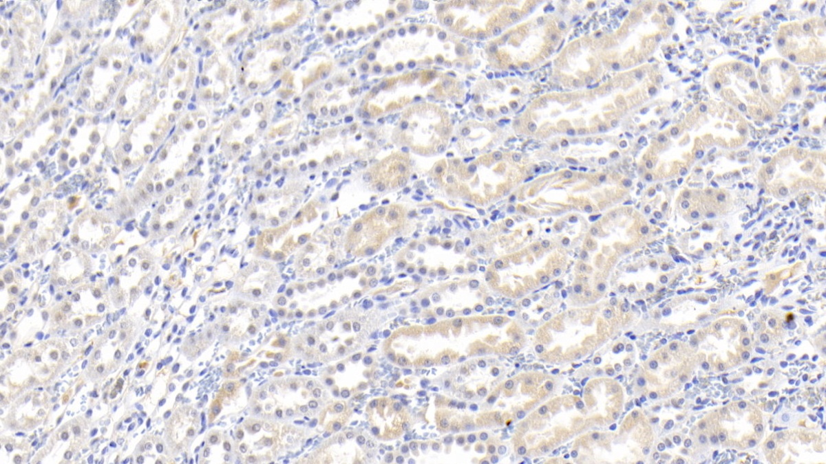 Polyclonal Antibody to Interleukin 18 (IL18)