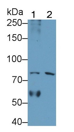 Polyclonal Antibody to Interleukin 1 Receptor Type I (IL1R1)