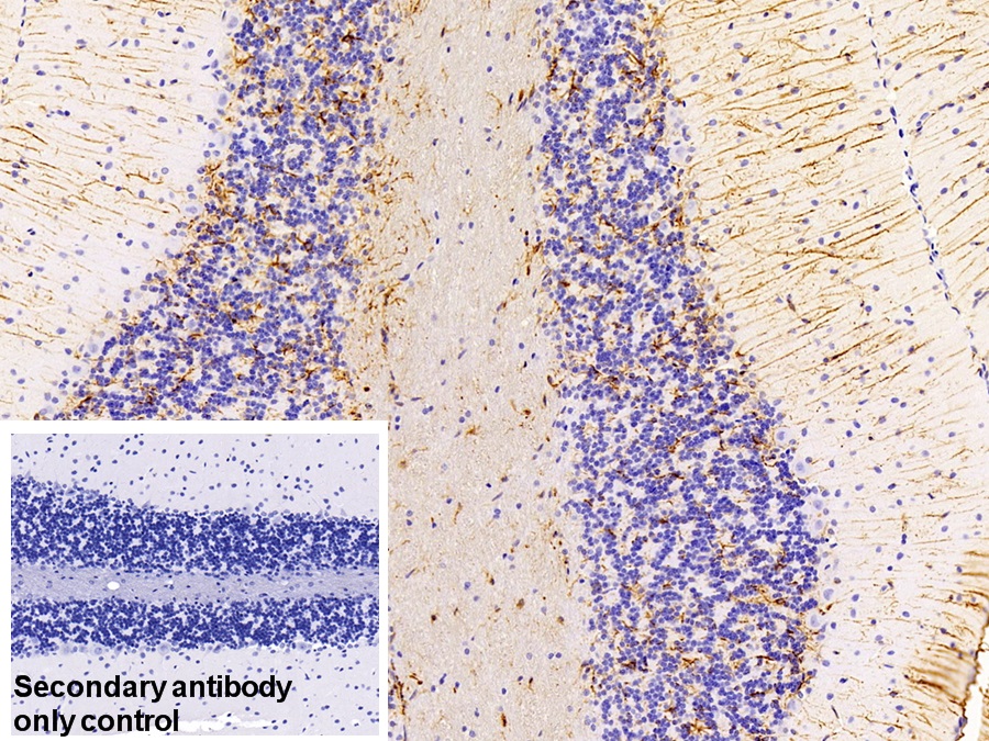 Polyclonal Antibody to Glial Fibrillary Acidic Protein (GFAP)