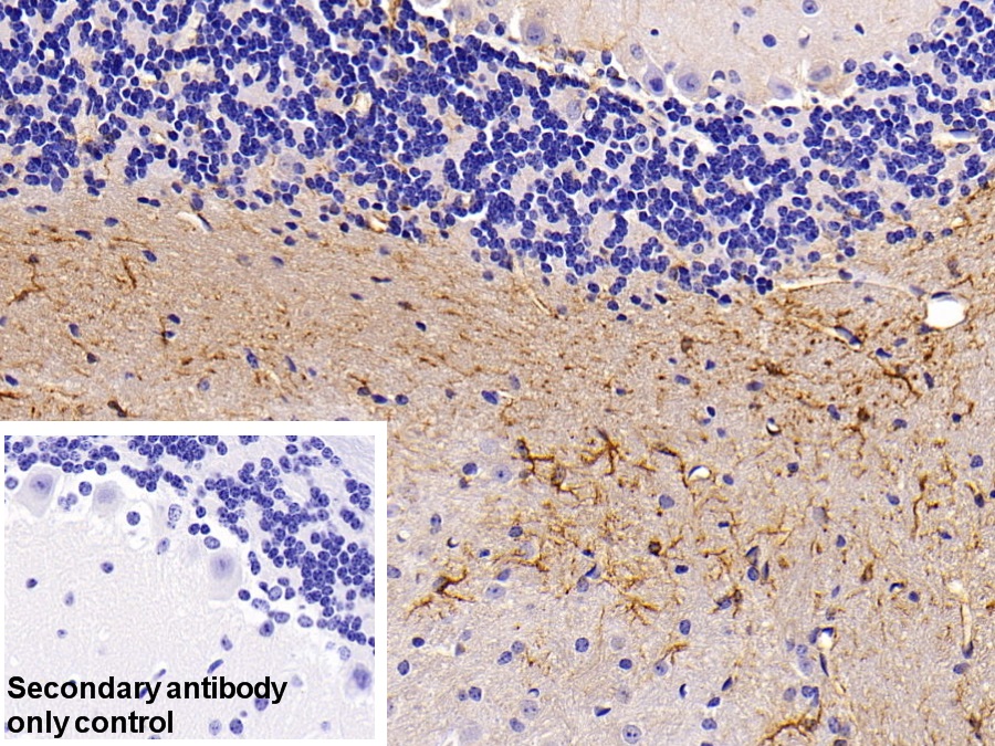 Polyclonal Antibody to Glial Fibrillary Acidic Protein (GFAP)