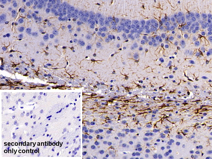 Polyclonal Antibody to Glial Fibrillary Acidic Protein (GFAP)