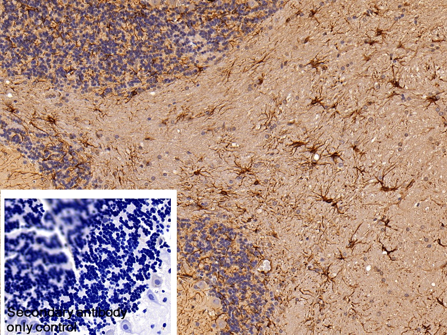 Polyclonal Antibody to Glial Fibrillary Acidic Protein (GFAP)