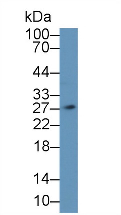 Polyclonal Antibody to Interleukin 1 Alpha (IL1a)