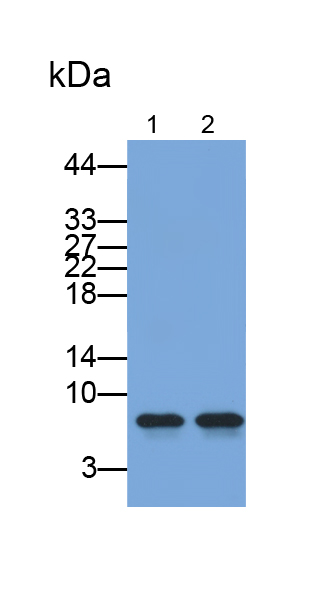 Polyclonal Antibody to Defensin Beta 2 (DEFb2)