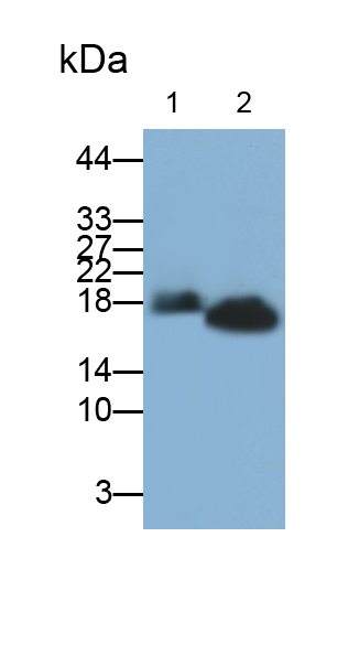 Polyclonal Antibody to Interleukin 2 (IL2)